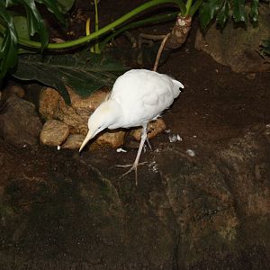 South American Rainforest- Cattle Egret