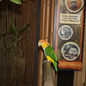 South American Rainforest- White-Bellied Caique