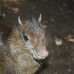 South American Rainforest- Brazilian Agouti