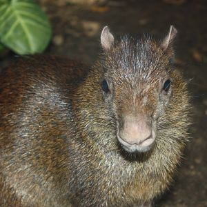 South American Rainforest- Brazilian Agouti Close-Up