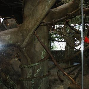 South American Rainforest- Saki/Howler Exhibit