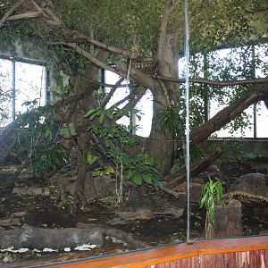 South American Rainforest- Brazilian Ocelot Exhibit