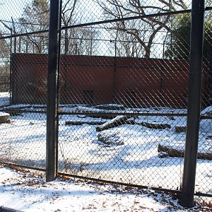 Predators- Amur Tiger Exhibit #2