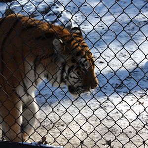 Predators- Naka the Tiger