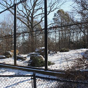 Predators- Amur Tiger Exhibit #1