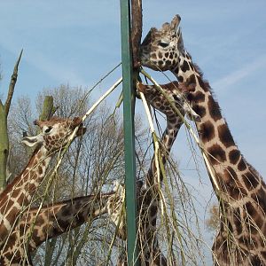 giraffes April 2000