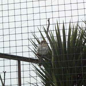 Mauritius Kestrel April 2000