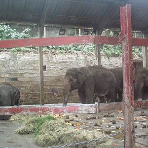 interior of old elephant house April  2000