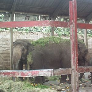 interior of old Elephant house April 9th 2000