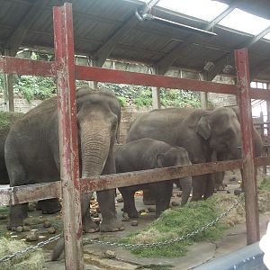 Old elephant house April 9th 2000