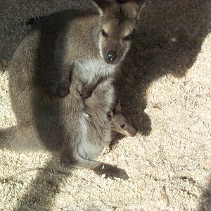 Wallaby and joey April 2000