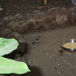 inside tropical house any Id help would be appreciated