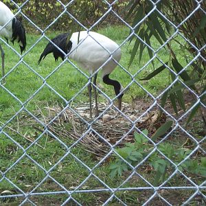 Unidentified Cranes? April 2000