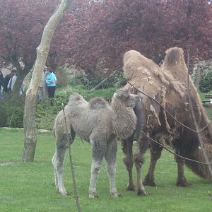 Shaggy camel story April 2000