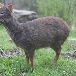 Southern pudu