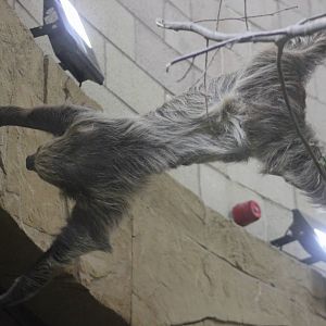 Acrobatic two-toed sloth