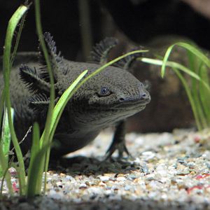 Axolotl