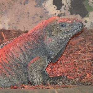 Rhinoceros Iguana at Blackpool Zoo, 27/01/13
