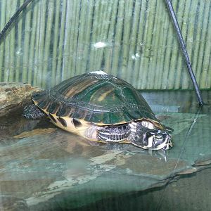Yellow-bellied Slider at Blackpool Zoo, 27/01/13