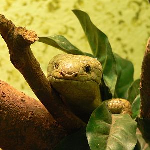 Prehensile-tailed Skink at Blackpool Zoo, 27/01/13