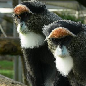 De Brazza's Guenon at Blackpool Zoo, 27/01/13