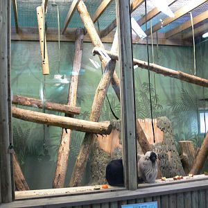 Gibbon exhibit at Blackpool Zoo, 27/01/13