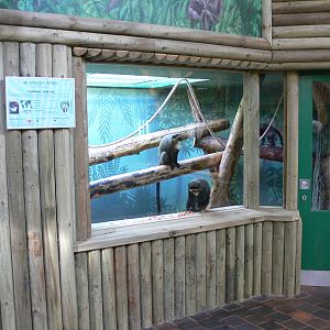 De Brazza's Guenon at Blackpool Zoo, 27/01/13