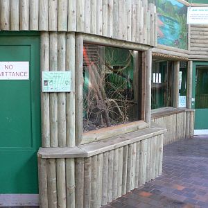 Grey Mouse Lemur at Blackpool Zoo, 27/01/13