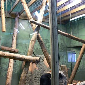 Gibbon exhibit at Blackpool Zoo, 27/01/13