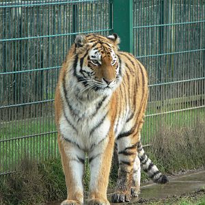 Amur Tiger at Blackpool Zoo, 27/01/13