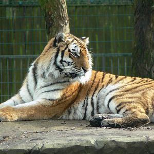Amur Tiger at Blackpool Zoo, 27/01/13