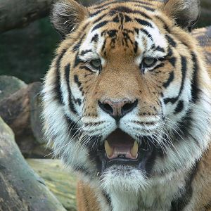 Amur Tiger at Blackpool Zoo, 27/01/13