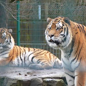 Amur Tiger pair at Blackpool Zoo, 27/01/13
