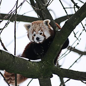 Red panda at Dortmund