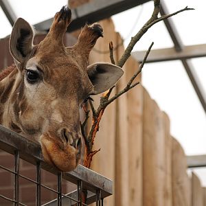 Angolan giraffe indoor at Dortmund