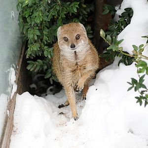 Yellow mongoose in snow at Dortmund