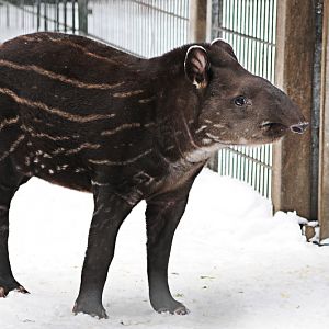 First snow for the young lowland-tapir at Dortmund