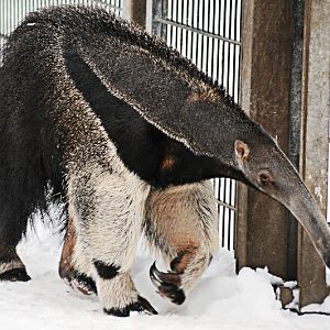 Giant anteater in the snow at Dortmund