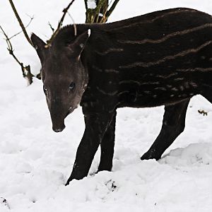 First snow for the young lowland-tapir at Dortmund