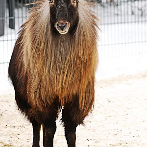 West Himalayan tahr male at Dortmund