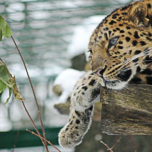 Amur leopard Kiska at Dortmund