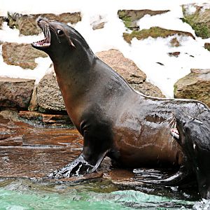 Californian sea lions at Dortmund