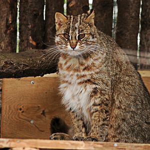 Amur cat at Dortmund zoo