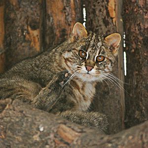Amur cat at Dortmund zoo