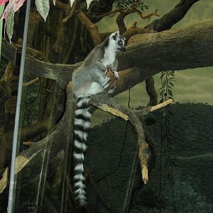 Jungle Trails-Tropical African Animals-Ring-tailed Lemur