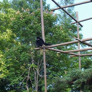 Gibbon Islands-Buff-cheeked Gibbon