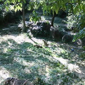 Tiger Canyon-Cheetah Exhibit