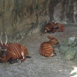 Rhino Reserve-Eastern Bongos