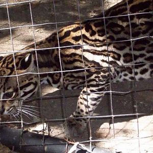 Cat House-Southern Brazilian Ocelot