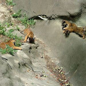 Tiger Canyon-Malayan Tiger Cubs